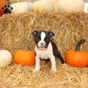 Justin, Boston Terrier Puppy